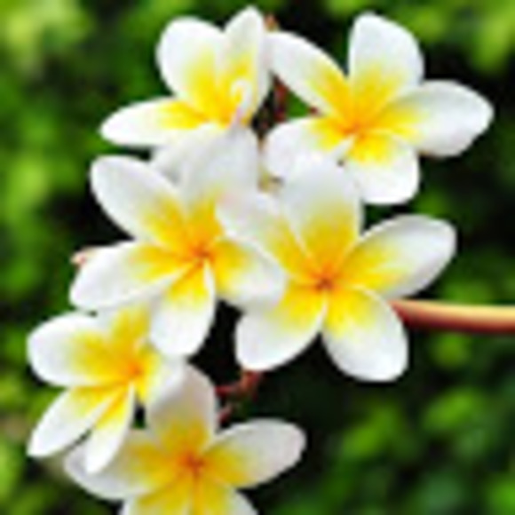 Meet your Posher, Katharine - Picture 1 of 1